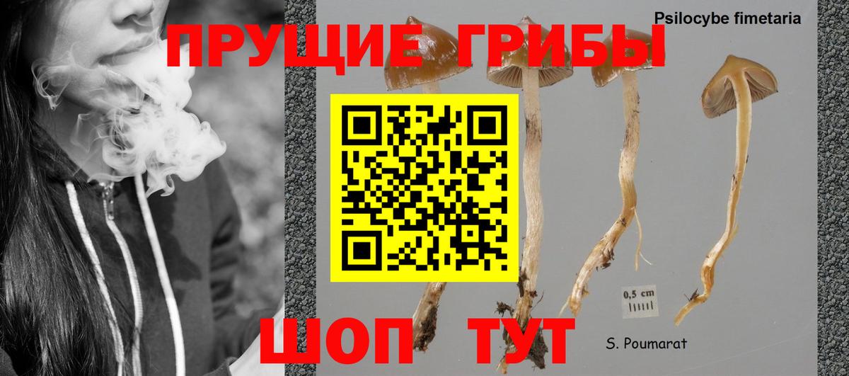 Псилоцибиновые грибы Psilocybine cubensis Георгиевск